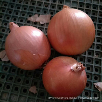 2017 new crop Fresh yellow onions